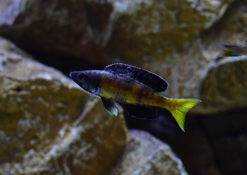 Cyprichromis sp. 'brilliant jumbo' Kitumba